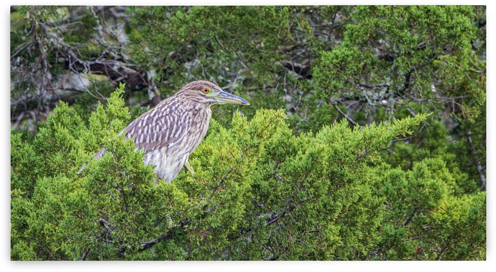 2022 Sept 27 NightHeron01 by Robert Decker