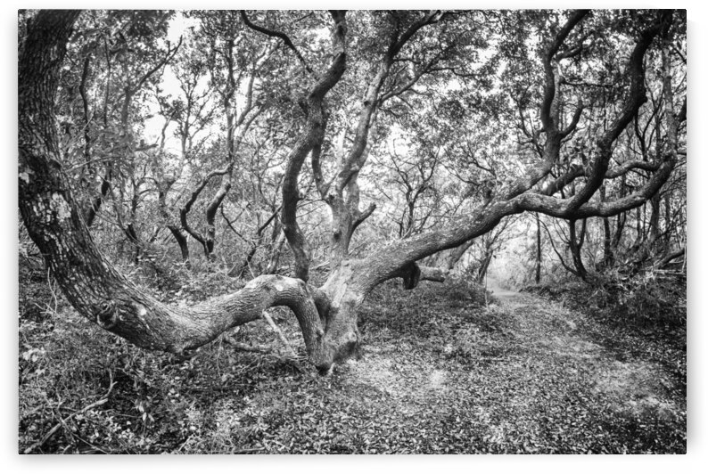 2022 Sept 27 ElliotCouesTrl05 by Robert Decker