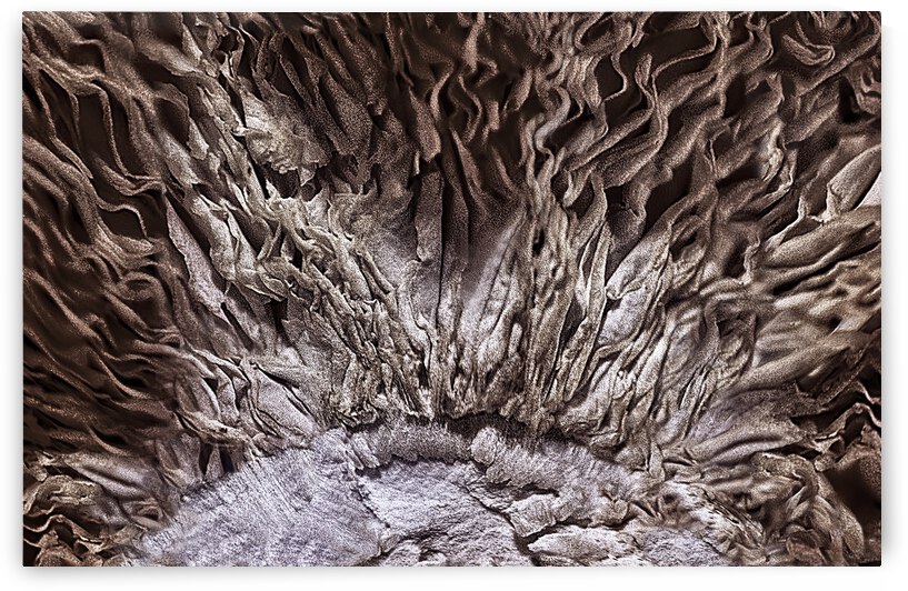 Shitake Groove by Barbara Linkevitch