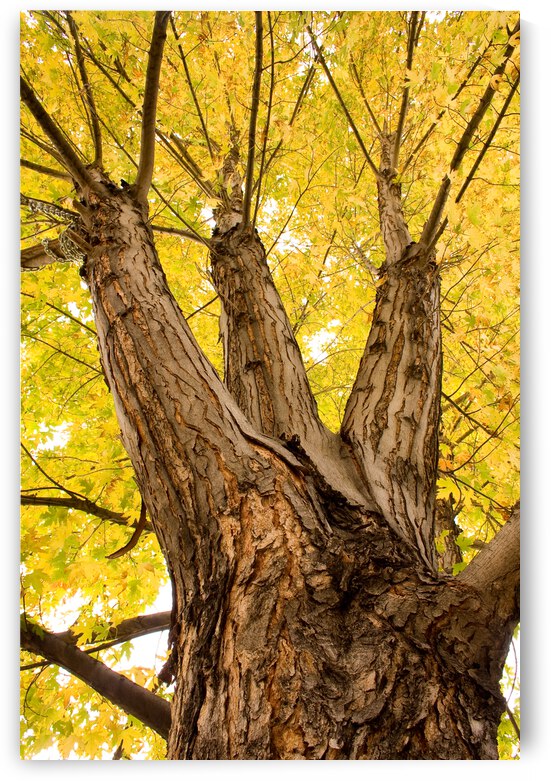 Big Maple by Bo Insogna