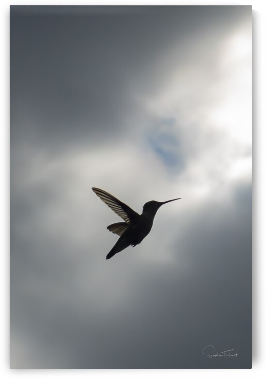 Ombre chinoise de colibri by Sophie Thibault
