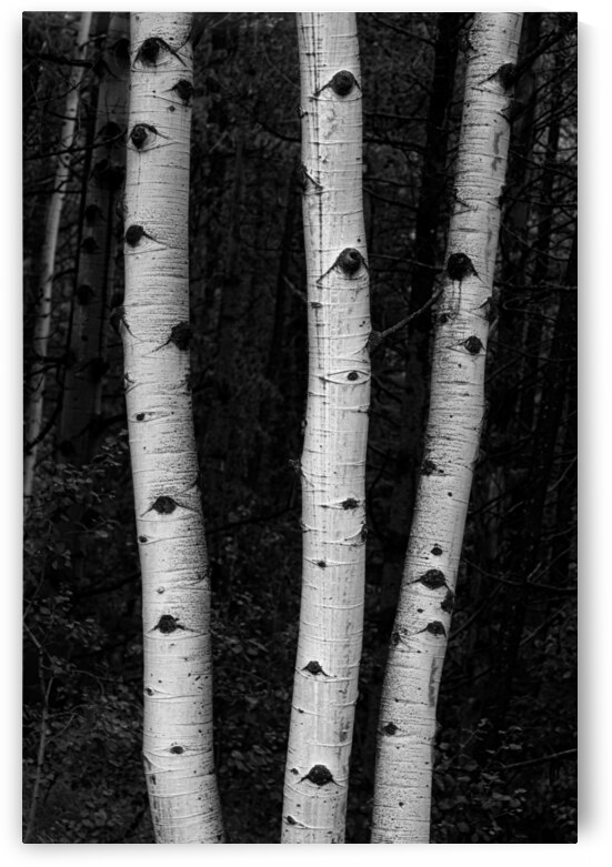 Coming Out Of Darkness by Bo Insogna