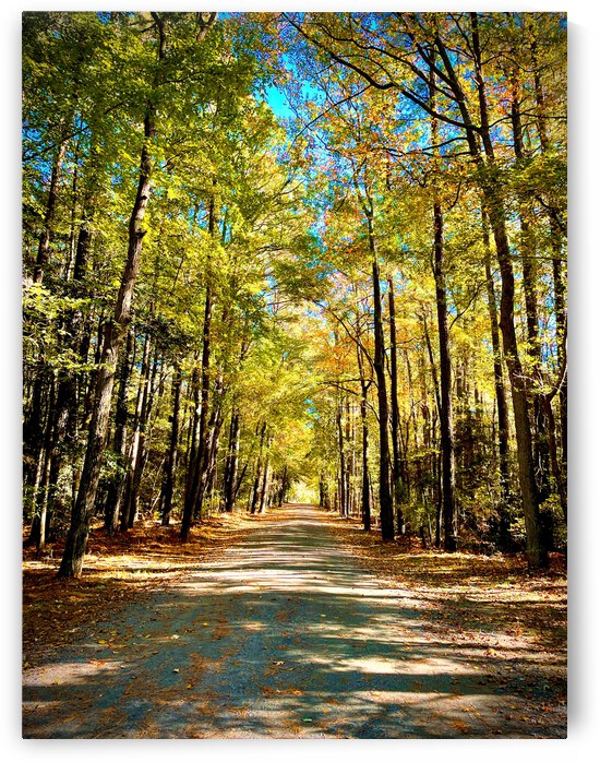 Tunnel of Trees - Assawoman Bay Wildlife Area by Bill Swartwout Photography
