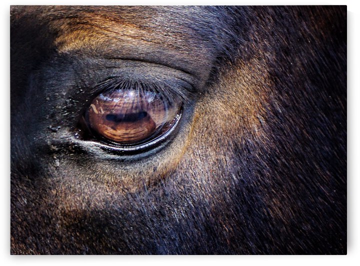 Equine 3 by Dave Rodgers