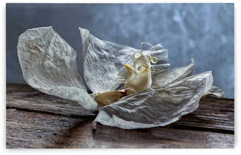 Second Dying Orchid by Barbara Linkevitch