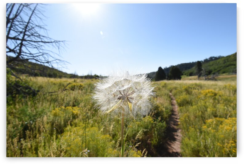 Make a Wish by Sara Owen Musselman