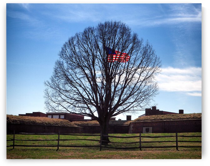 American Flag Tree at Fort McHenry in Baltimore by Bill Swartwout Photography