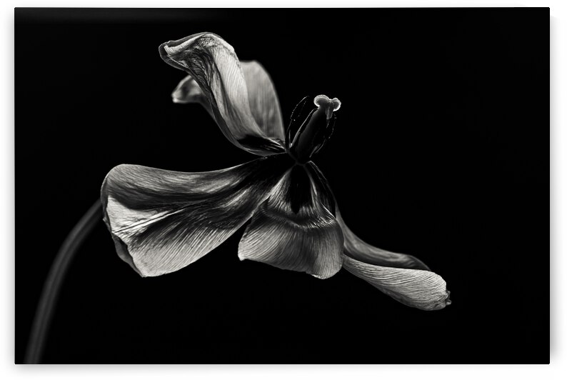 a miracle arises by Maggie Terlecki