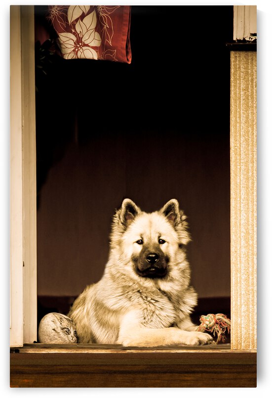 Cat and Dog by Maggie Terlecki