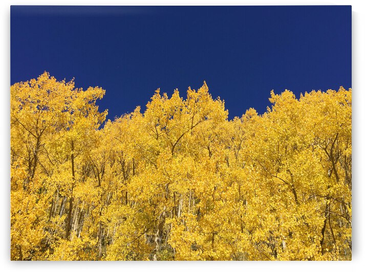 Boreas Pass Fall Splendor by Monte Malenke