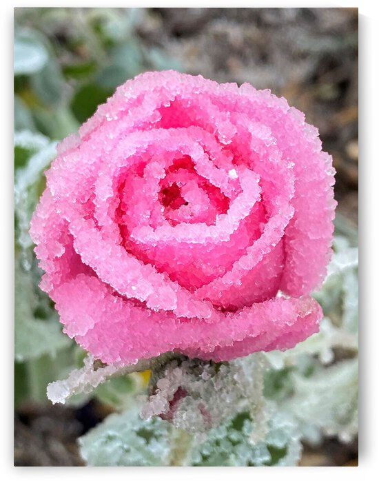 Frozen Rose or 2020 - The Year Life Went Into the Deep Freeze by Monte Malenke