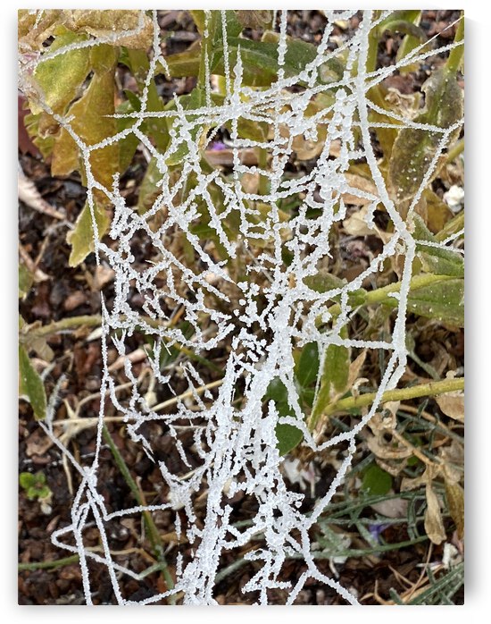 Frozen Spider Web by Monte Malenke
