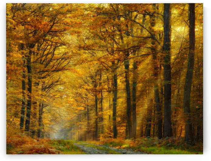 Enchanted Forest by 1x