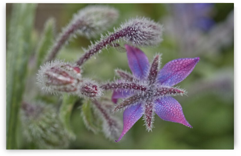 Borage with Morning Dew in Fall by Iris H Richardson