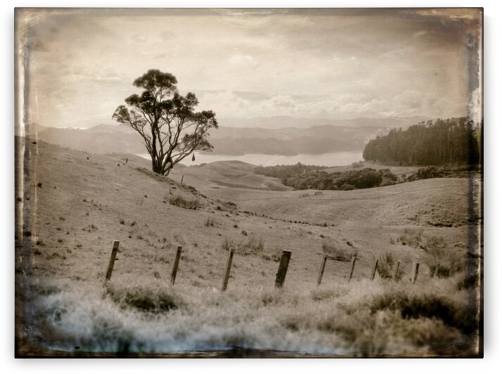 NZ Arbor by Tricia Greaves