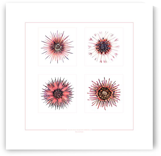 Starburst 2x2   Salmon Rouge and Charcoal 3 by Peter Ballantyne