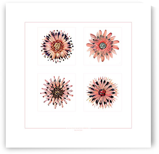 Starburst 2x2   Salmon Rouge and Charcoal 6 by Peter Ballantyne