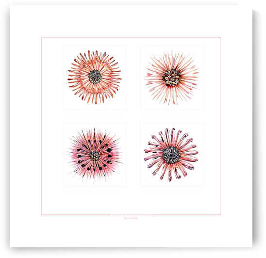 Starburst 2x2   Salmon Rouge and Charcoal 7 by Peter Ballantyne