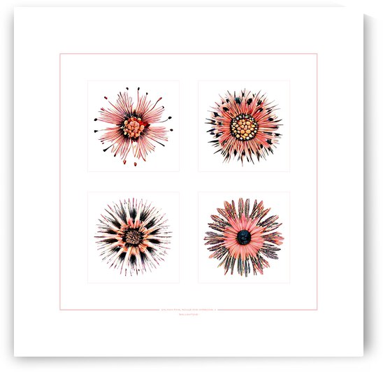 Starburst 2x2   Salmon Rouge and Charcoal 1 by Peter Ballantyne