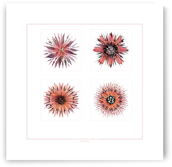 Starburst 2x2   Salmon Rouge and Charcoal 9 by Peter Ballantyne