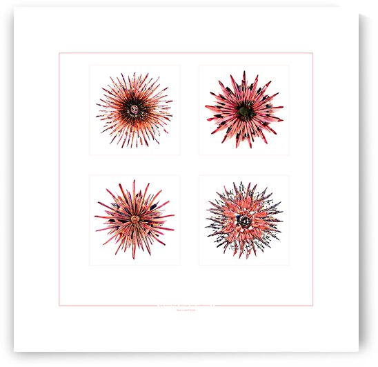 Starburst 2x2   Salmon Rouge and Charcoal 5 by Peter Ballantyne