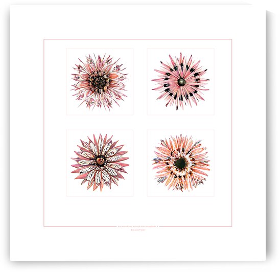 Starburst 2x2   Salmon Rouge and Charcoal 8 by Peter Ballantyne