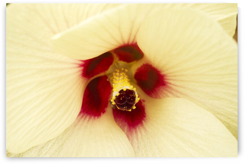 Large cream-colored okra flower by Iris H Richardson