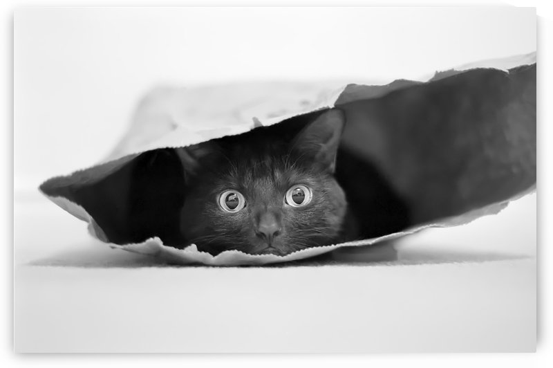 Cat in a bag by 1x