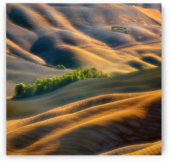 Fields by 1x