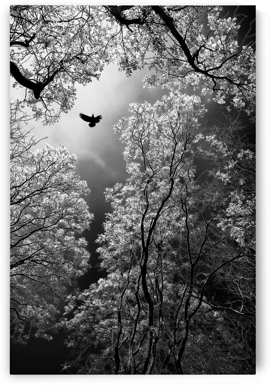 Flight by 1x