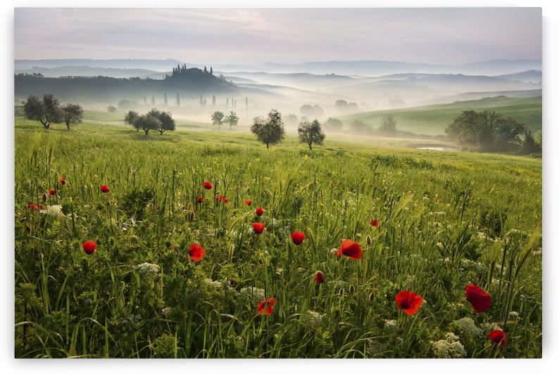 Tuscan spring by 1x