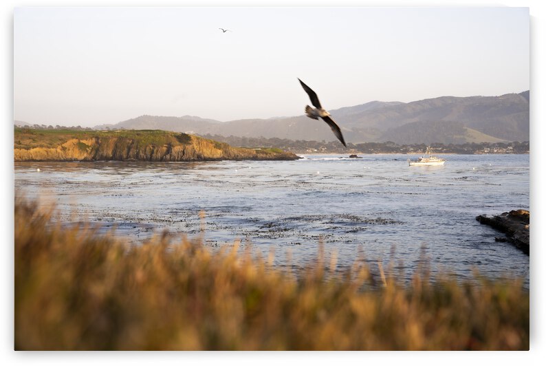 Stillwater Cove Gulls by Jean Dzhermakyan