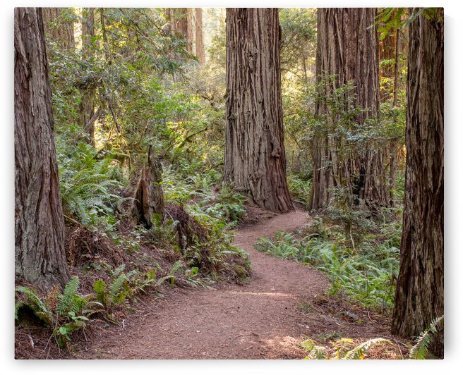 Walking Among Elders by Anthony Farley