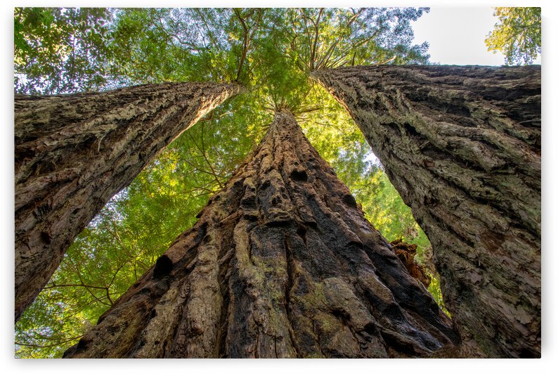 Older Brothers by Anthony Farley