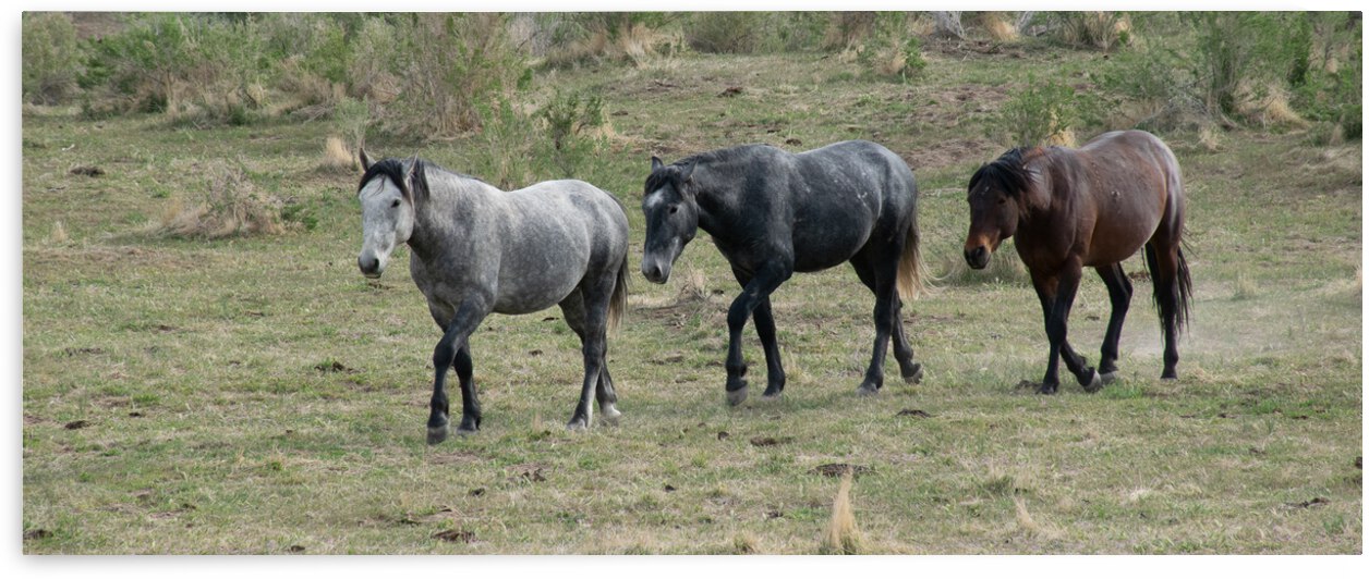 Follow The Leader by Anthony Farley