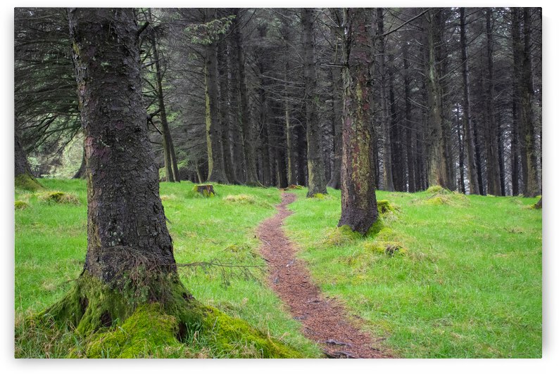 A Walk by Anthony Farley