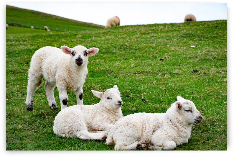 Counting Sheep by Anthony Farley