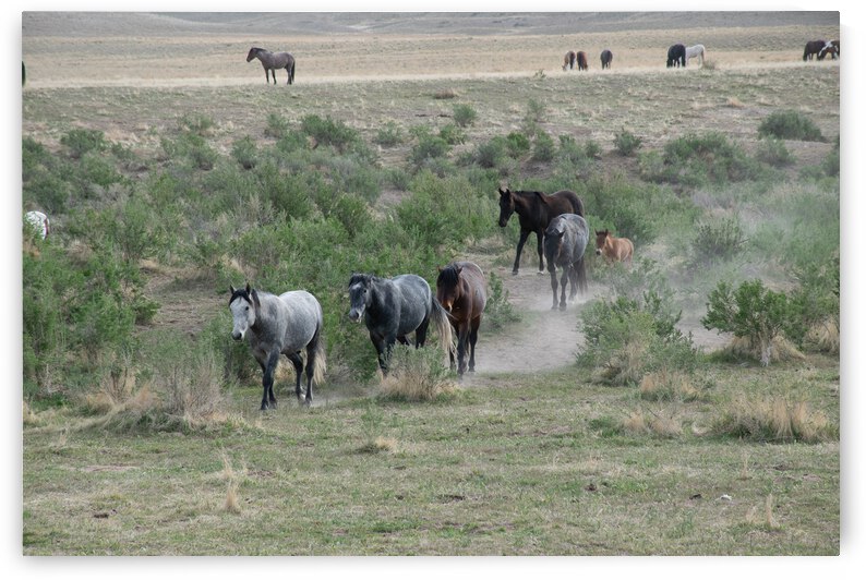 Wild Bunch by Anthony Farley