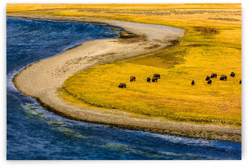 Buffalo by water Yellow Stone  2  2 2 by WEPATTON