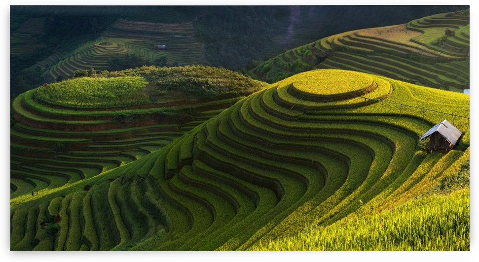 Gold rice terrace in mu cang chai,Vietnam. by 1x