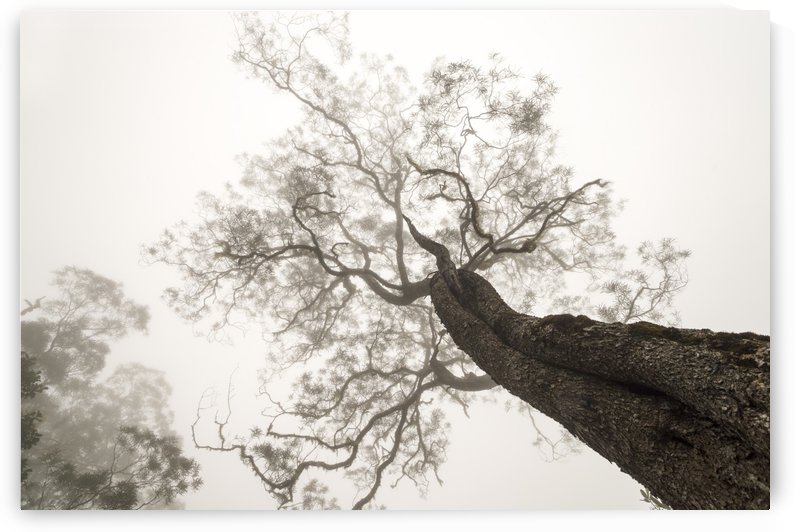 Between Heaven and Earth by 1x