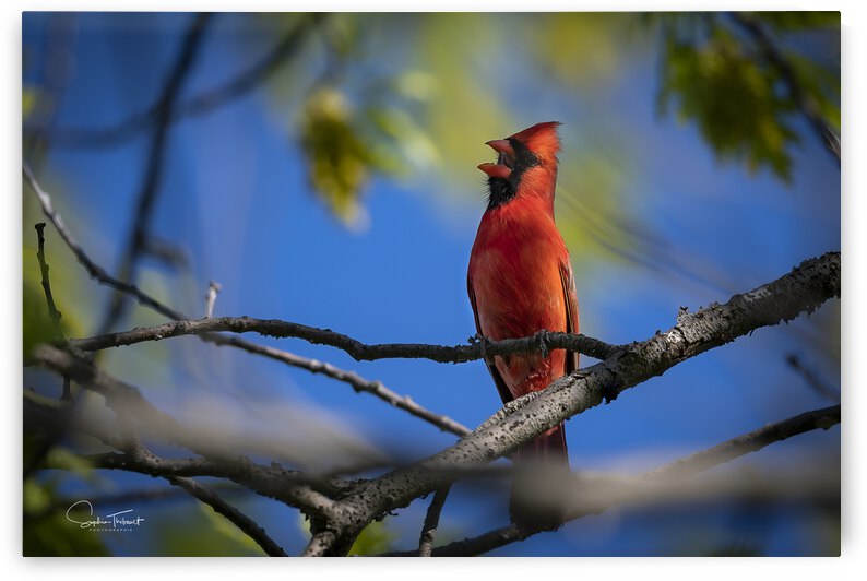 À tue tête by Sophie Thibault