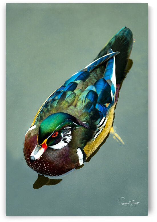 Canard branchu clean by Sophie Thibault