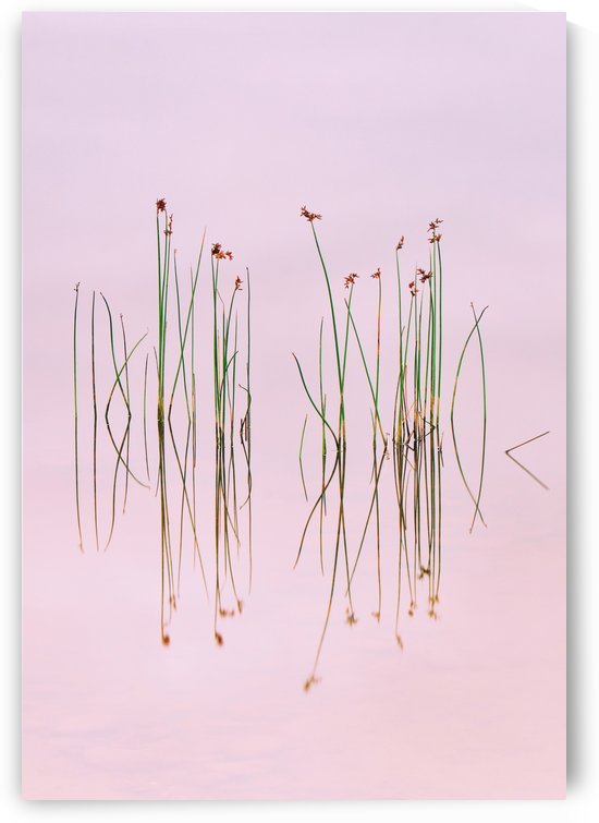 Reflection of Serenity by 1x
