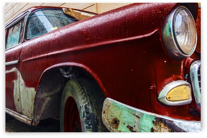 The kitten in the car by fotojourneys