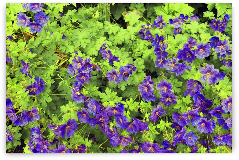 Purple flowers in greenery by fotojourneys