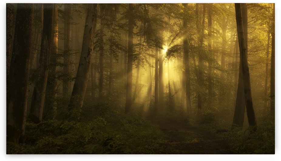 yellow - the bigger picture by 1x