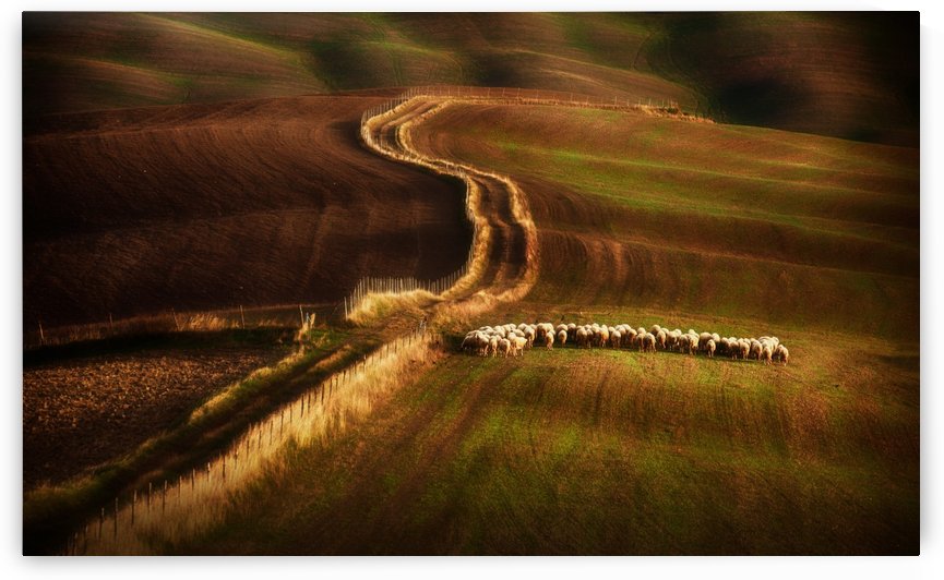 Crossing the fields by 1x