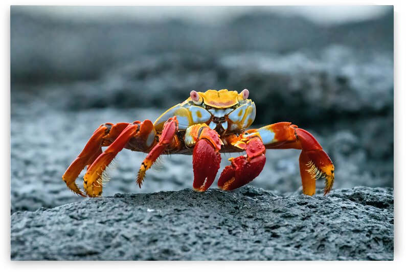 Sally Lightfoot on Lava by Dan Hart