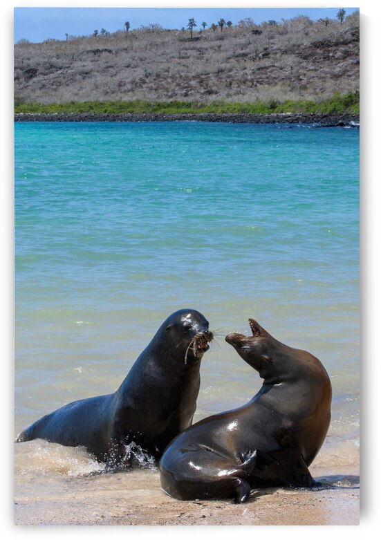 Sante Fe Sealions by Dan Hart